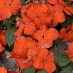 Impatiens walleriana Beacon Orange
