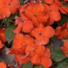 Impatiens walleriana Beacon Orange