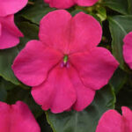 Impatiens walleriana Beacon Rose