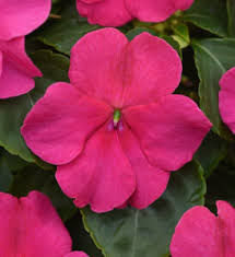 Impatiens walleriana Beacon Rose