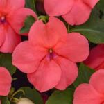 Impatiens walleriana Beacon Salmon