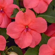 Impatiens walleriana Beacon Salmon