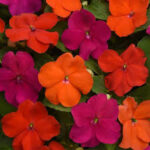 Impatiens walleriana Beacon Sanibel Mix
