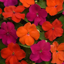 Impatiens walleriana Beacon Sanibel Mix