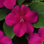 Impatiens walleriana Beacon Violet Shades