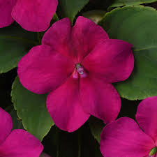 Impatiens walleriana Violet Shades