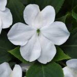 Impatiens walleriana Beacon White