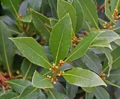 Laurus nobilis Bay Laurel