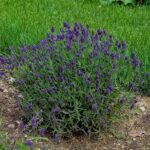 Lavandula angustifolia Lavance Deep Purple