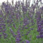 Lavandula angustifolia Hidcote Blue