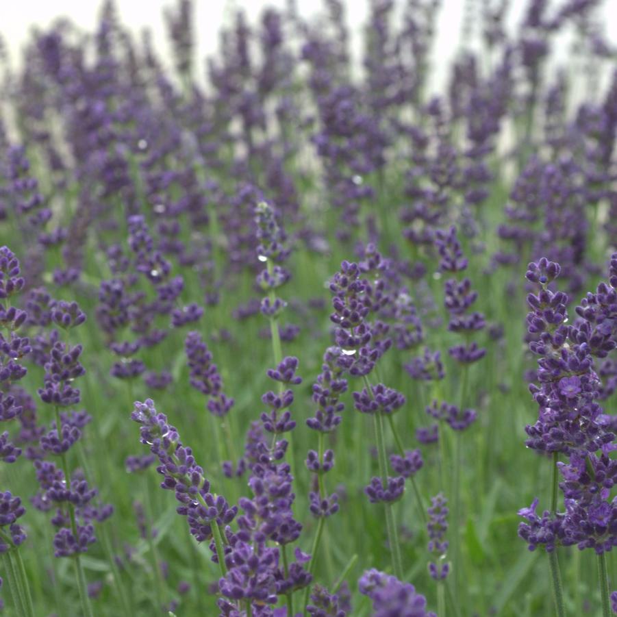 Lavandula angustifolia