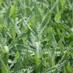Lavandula dentata