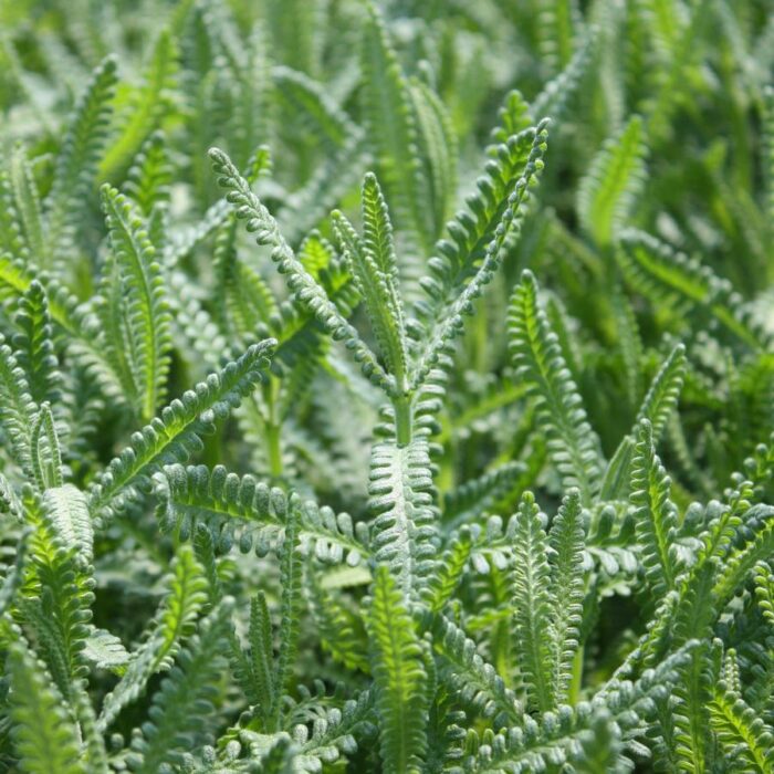 Lavandula dentata