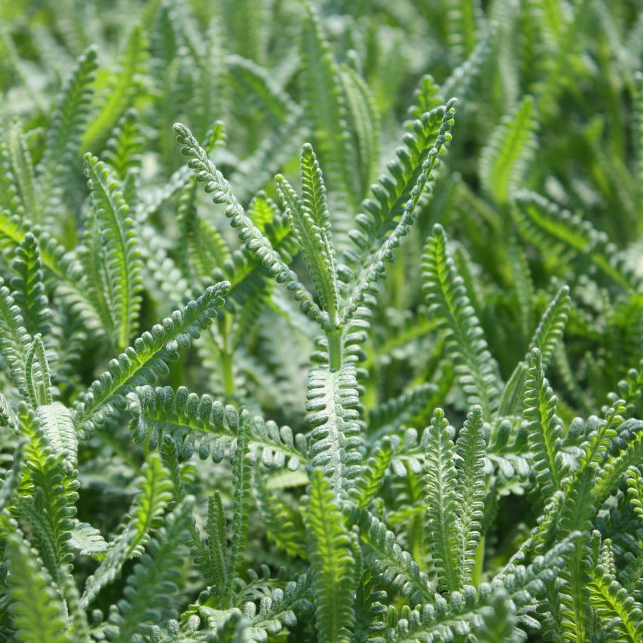 Lavandula dentata