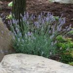 Lavandula x intermedia Sensational