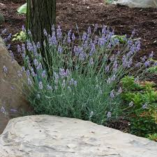 Lavandula x intermedia