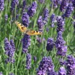 Lavandula Munstead