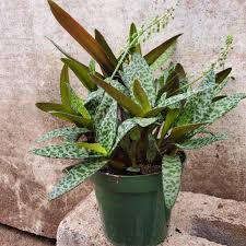 Ledebouria socialis