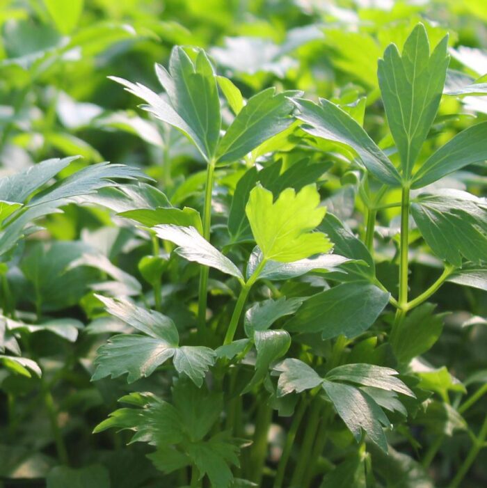 Levisticum officinale Lovage