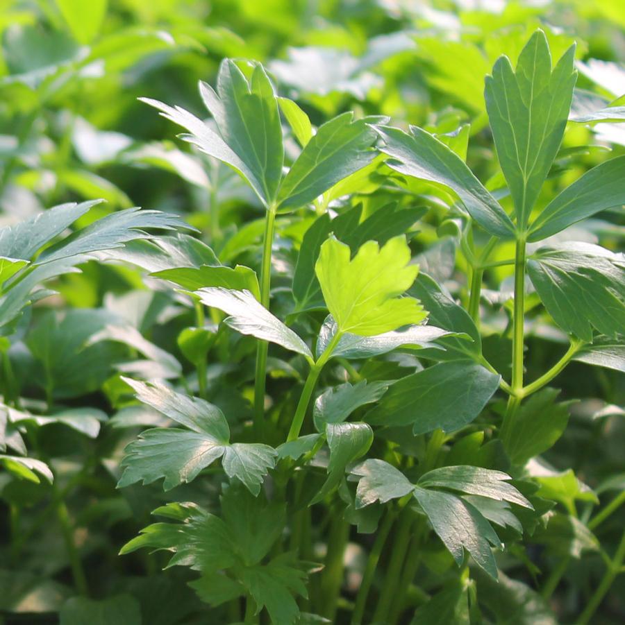 Levisticum officinale