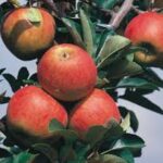 Malus Zestar! Apple