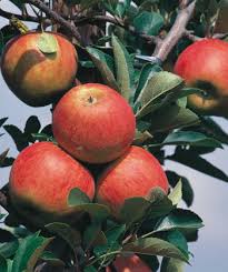 Malus Zestar! Apple