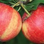 Malus domestica Royal Gala Apple