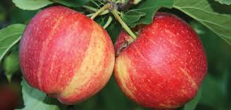 Malus domestica Royal Gala