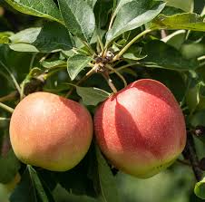 Malus pumila Honeycrisp Apple