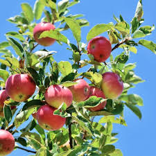 Malus pumila McIntosh Apple