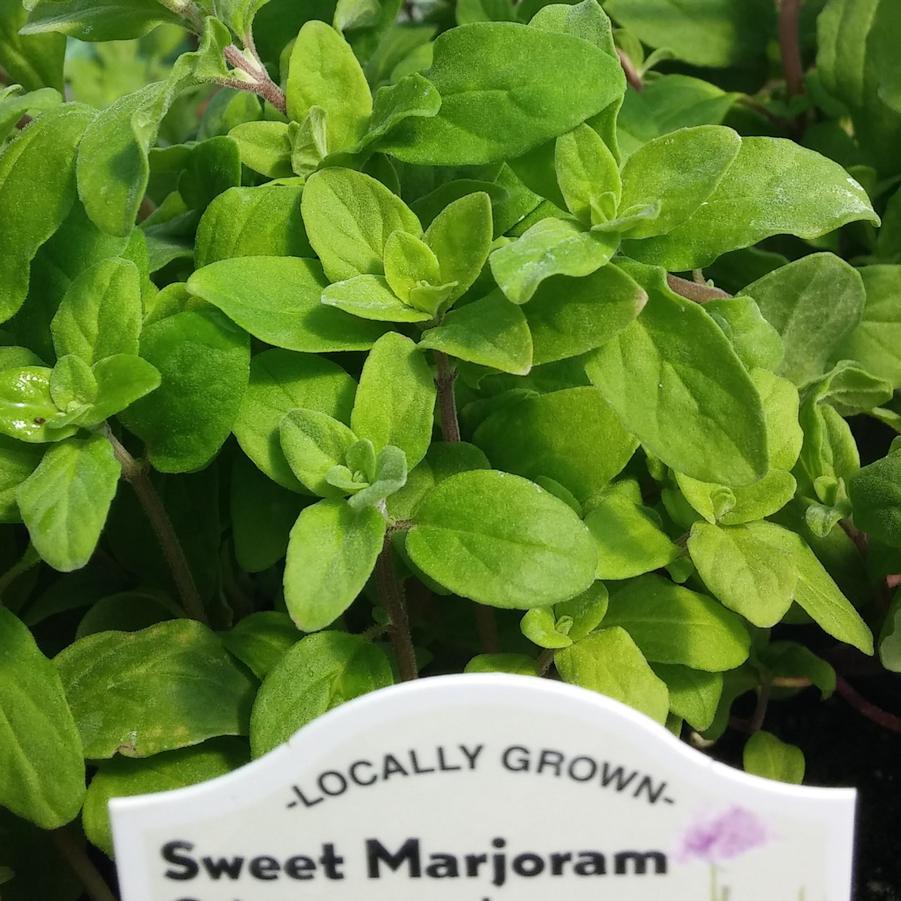 Marjoram