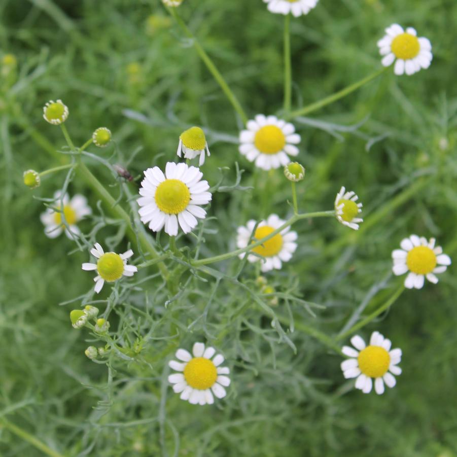 Matricaria recutita