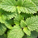 Melissa officinalis Lemon Balm