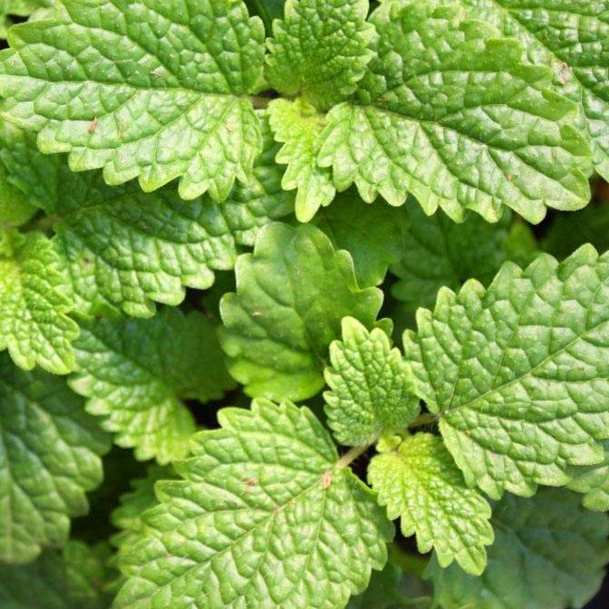 Melissa officinalis