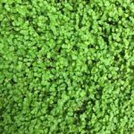 Mentha requienii Mint Creeping Corsican