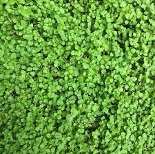 Mentha requienii