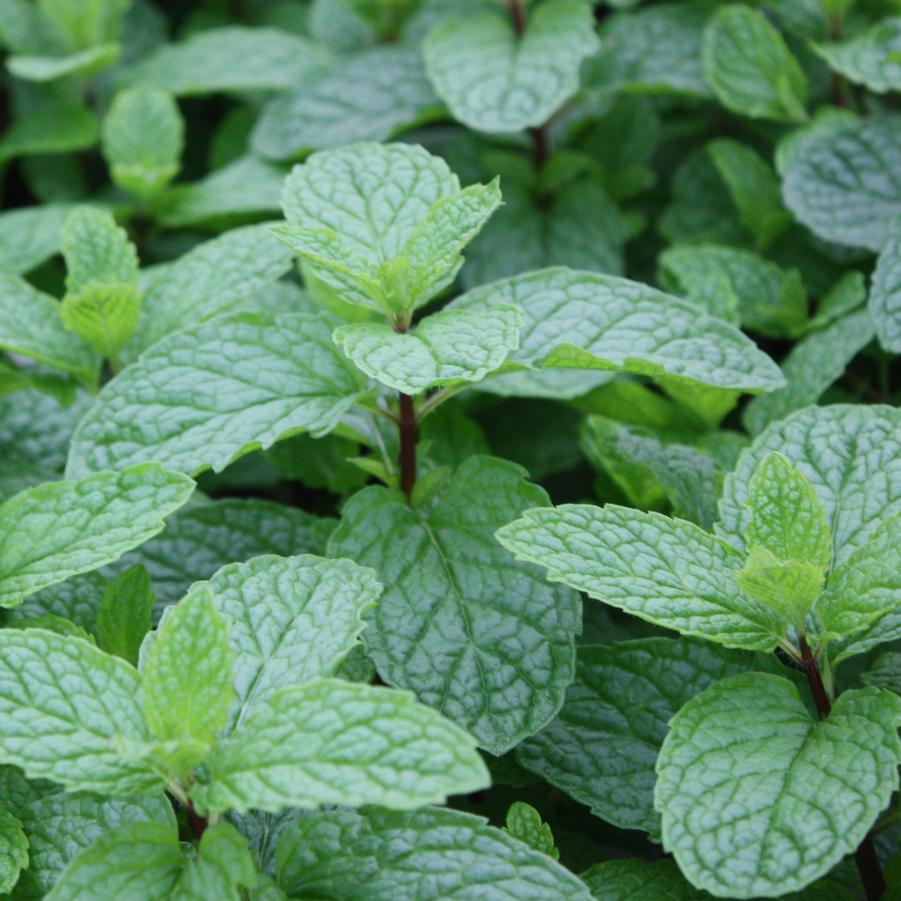 Mentha villosa