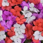 Impatiens walleriana Beacon Chicago Mix