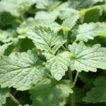 Nepeta cataria Catnip