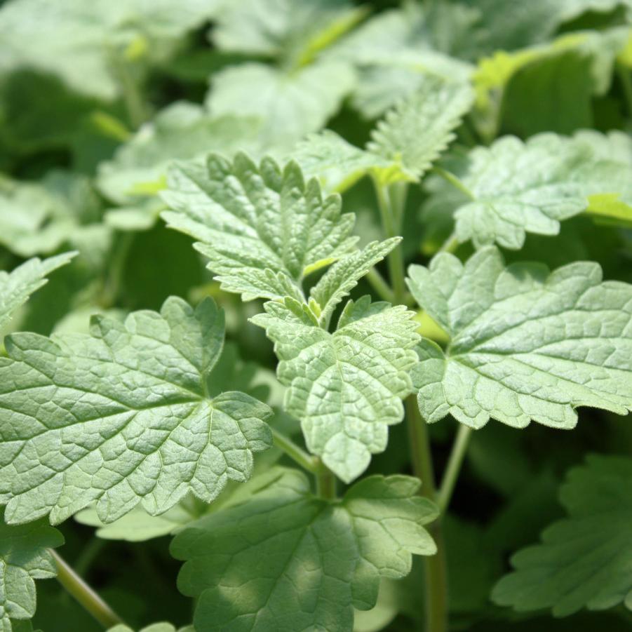 Nepeta cataria
