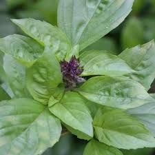 Ocimum basilicum