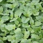 Origanum Oregano