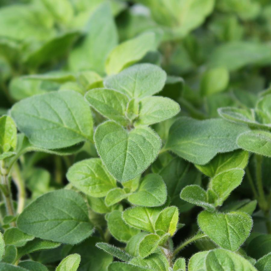 Origanum prismaticum