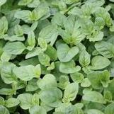 Origanum