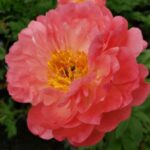Paeonia lactiflora Coral Sunset Peony