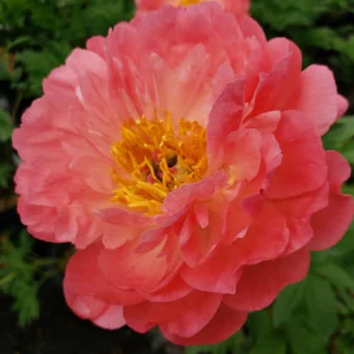 Paeonia lactiflora ‘Coral Sunset’ / ‘Coral Sunset’ Garden Peony