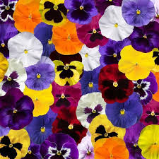 Pansy Delta Pro Mix