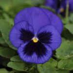 Pansy Spring Matrix Blue Blotch