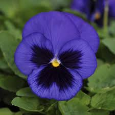 Pansy Spring Matrix Blue Blotch