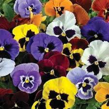 Pansy Spring Matrix Mix Blotch